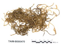 藏品(臺灣毛扭苔)的圖片